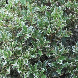 Osmanthus heterophyllus varieg